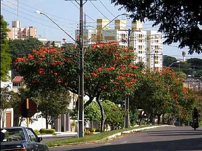 AV ANGELO MOREIRA DA FONSECA FOTO  UDSON PINHO - UMUARAMA - PR