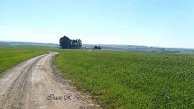 FAZENDA SURUVI-FOTO:ROCHA DI ISAAC  - UVAIA - PR