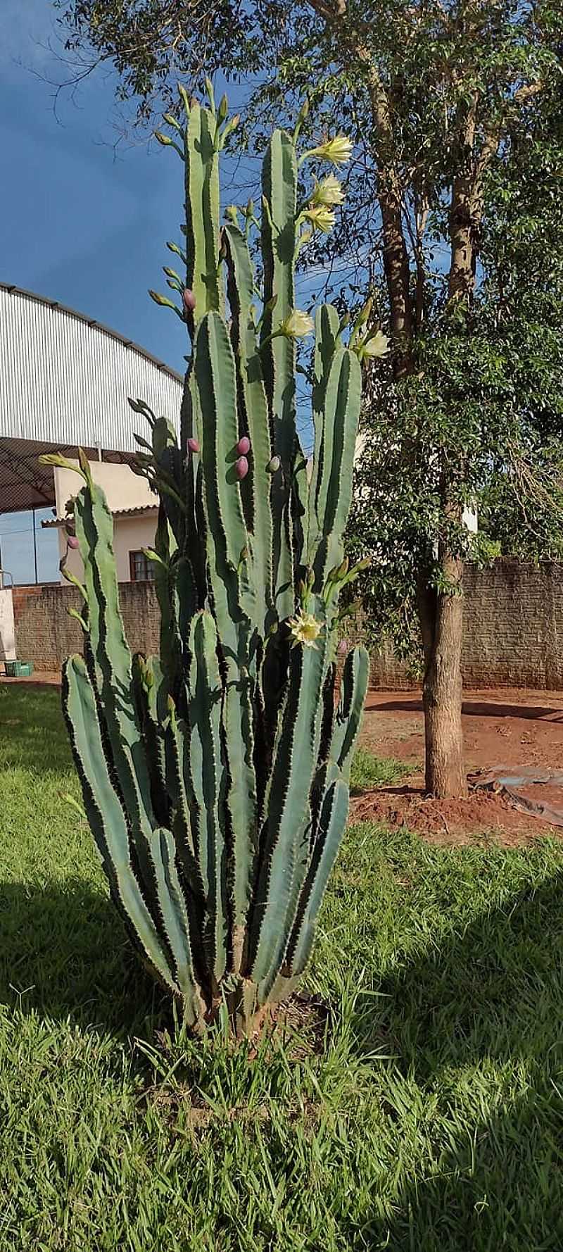 IMAGENS DA VILA GANDHI, MUNICPIO DE PRIMEIRO DE MAIO/PR - VILA GANDHI - PR