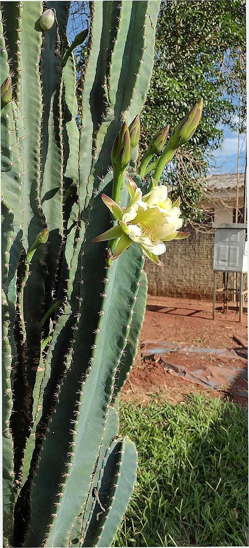 IMAGENS DA VILA GANDHI, MUNICPIO DE PRIMEIRO DE MAIO/PR - VILA GANDHI - PR