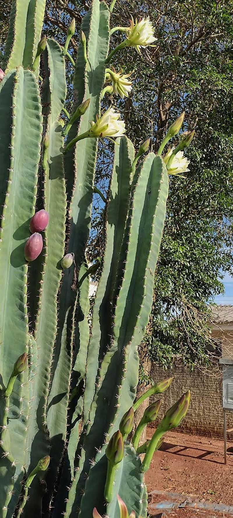 IMAGENS DA VILA GANDHI, MUNICPIO DE PRIMEIRO DE MAIO/PR - VILA GANDHI - PR