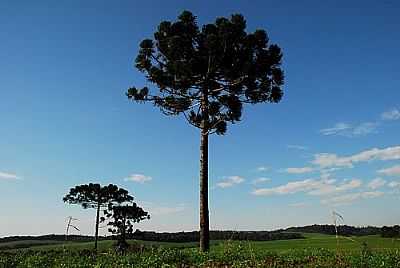PINHEIRO EM VITORINO POR CALEFFI - VITORINO - PR