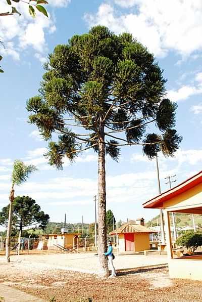 PINHEIRO EM VITORINO POR CALEFFI - VITORINO - PR