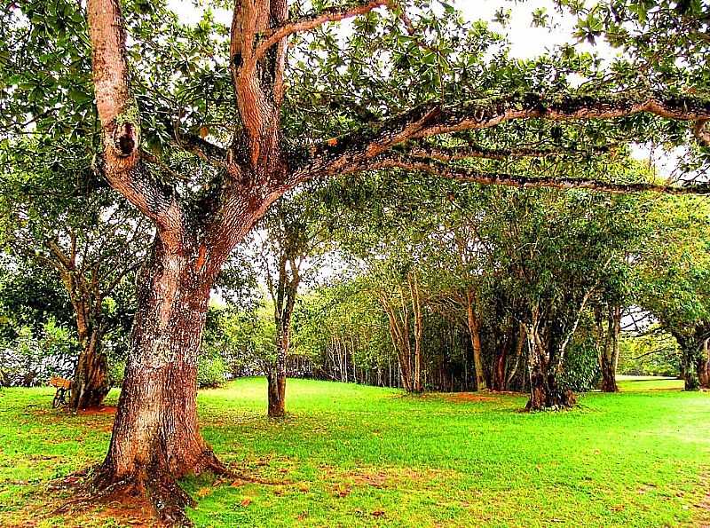 BARRA DE SO JOO-RJ-BOSQUE EM BARRA-FOTO:RYD PANORAMIO PHOTOS - BARRA DE SO JOO - RJ