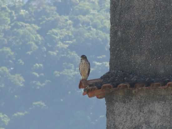 GAVIO-CARIJ NO CENTRO DA CIDADE, POR LIZARDO PEREIRA DA SILVA - CACHOEIRAS DE MACACU - RJ