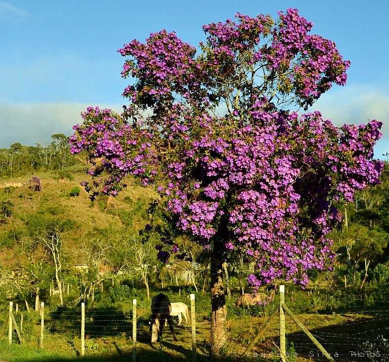 IMAGENS DO DISTRITO DE CAMPO DO COELHO, MUNICPIO DE NOVA FRIBURGO/RJ - CAMPO DO COELHO - RJ