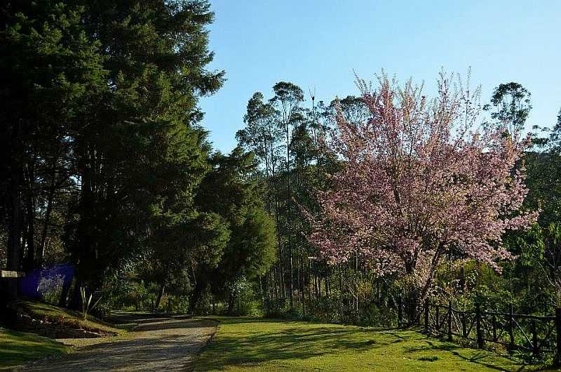 IMAGENS DO DISTRITO DE CAMPO DO COELHO, MUNICPIO DE NOVA FRIBURGO/RJ - CAMPO DO COELHO - RJ