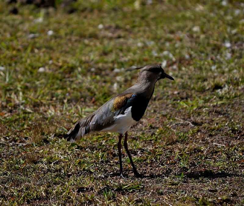 IMAGENS DO DISTRITO DE CAMPO DO COELHO, MUNICPIO DE NOVA FRIBURGO/RJ - CAMPO DO COELHO - RJ