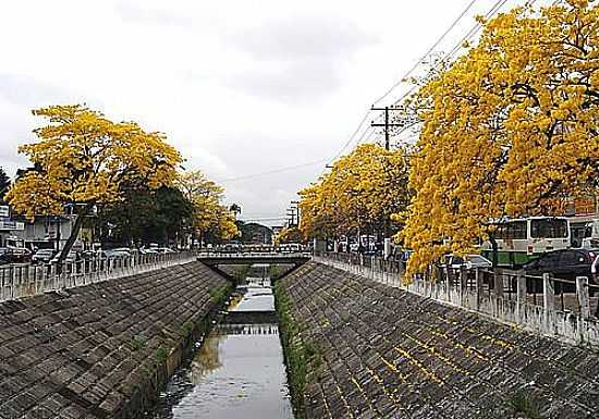 IPS AMARELOS NO CANAL EM CAMPOS DOS GOYTACAZES-FOTO:ALEXSANDER72 - CAMPOS DOS GOYTACAZES - RJ