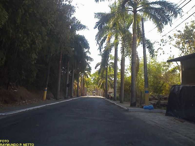 CARMO-RJ-COQUEIROS NA ENTRADA DA CIDADE-FOTO:RAYMUNDO P NETTO - CARMO - RJ