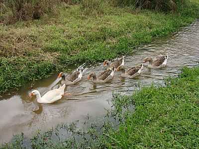 GANSOS-FOTO:PARODIS  - CONSERVATRIA - RJ