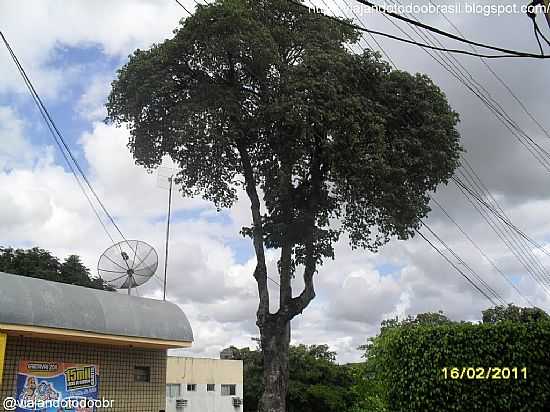 CASTANHOLA PLANTADA POR D.PEDRO II EM COLNIA LEOPOLDINA-FOTO:SERGIO FALCETTI - COLNIA LEOPOLDINA - AL