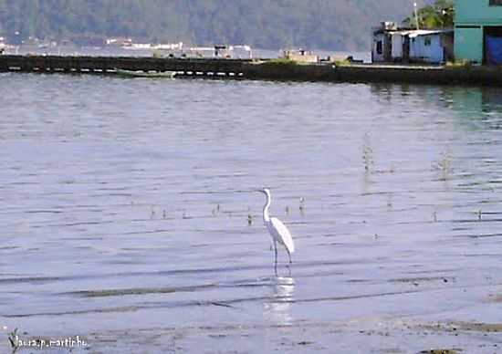 GARA E O PIER DE COROA GRANDE-FOTO:LAURA.P.MARTINHO@GMA - COROA GRANDE - RJ