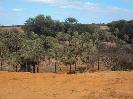 POVOADO DE ALMAS EM ITAGUAU DA BAHIA-BA-FOTO:MMALENCAR - ITAGUAU DA BAHIA - BA