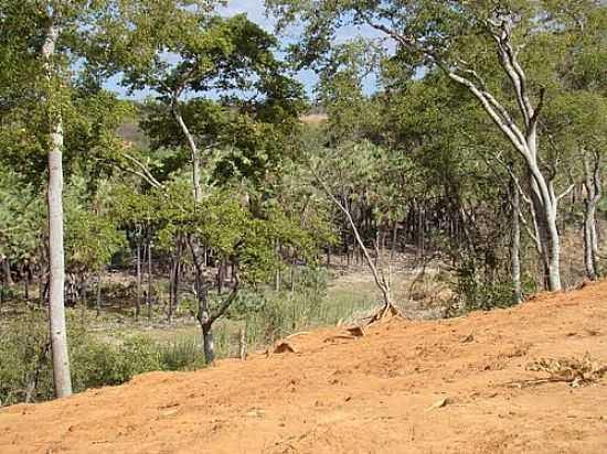 VEGETAO DO POVOADO DE ALMAS EM ITAGUAU DA BAHIA-BA-FOTO:MMALENCAR - ITAGUAU DA BAHIA - BA