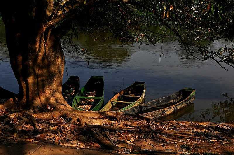 ITAOCARA-RJ-VELHA RVORE S MARGENS DO RIO PARABA-FOTO:KILSONRJ - ITAOCARA - RJ