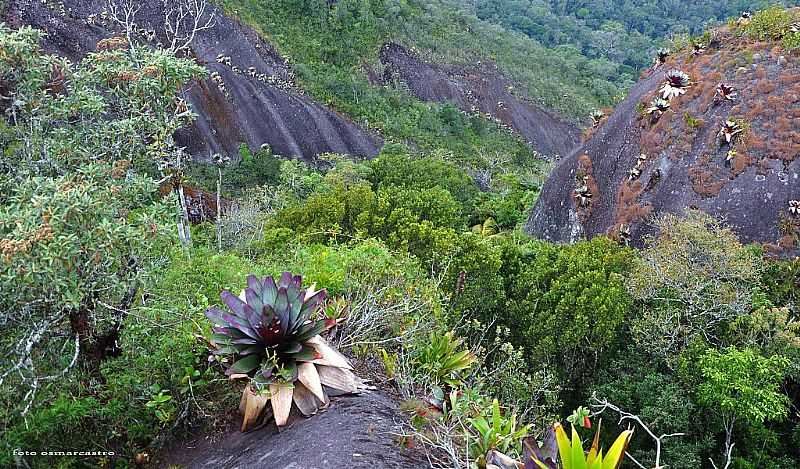 LUMIAR-RJ-BROMLIAS NA PEDRA RISCADA-FOTO:OSMAR DE CASTRO - LUMIAR - RJ