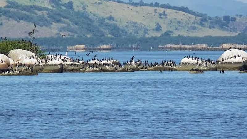 PSSAROS EM ILHOTA NA PRAIA DE PIEDADE, MAG  POR FILIPO  TARDIM - MAG - RJ