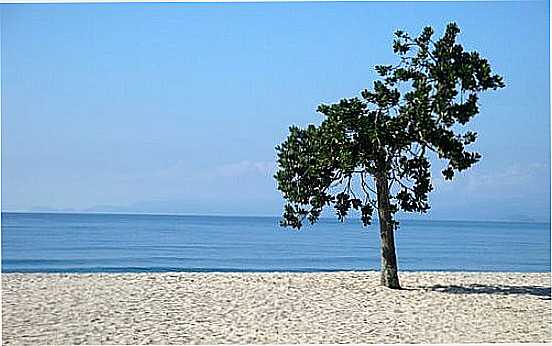 RVORE SOLITRIA DA PRAIA DE MAMBUCABA-RJ-FOTO:DANIEL MACHADO - MAMBUCABA - RJ