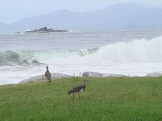 QUERO-QUEROS NA PRAIA DE MAMBUCABA-RJ-FOTO:J RODRIGUES - MAMBUCABA - RJ