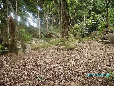 BOSQUE DA PRAIA DE ITACURUBITIBA FOTO
POR PUGA2008 - MANGARATIBA - RJ