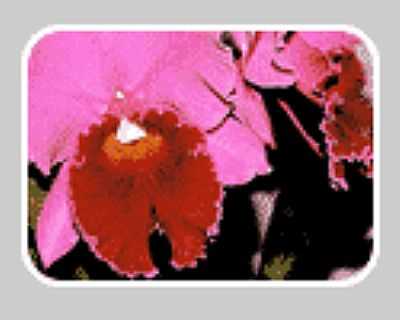 EXPO ORQUDEAS E BROMLIAS - PATY DO ALFERES - RJ