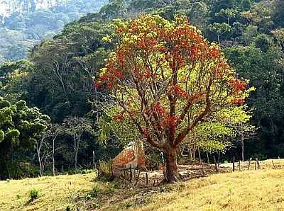 IMAGEM-FOTO:XYKON  - PEDRO DO RIO - RJ