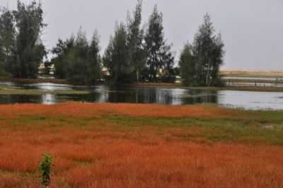 INTERIOR DA RESTINGA-PRAIA DE SO FRANCISCO, POR KILSON - QUISSAM - RJ