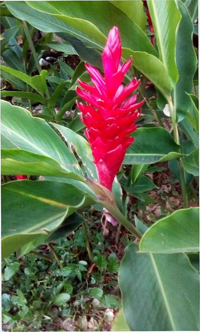 POR ELIEZER COSTA - RIO DAS FLORES - RJ