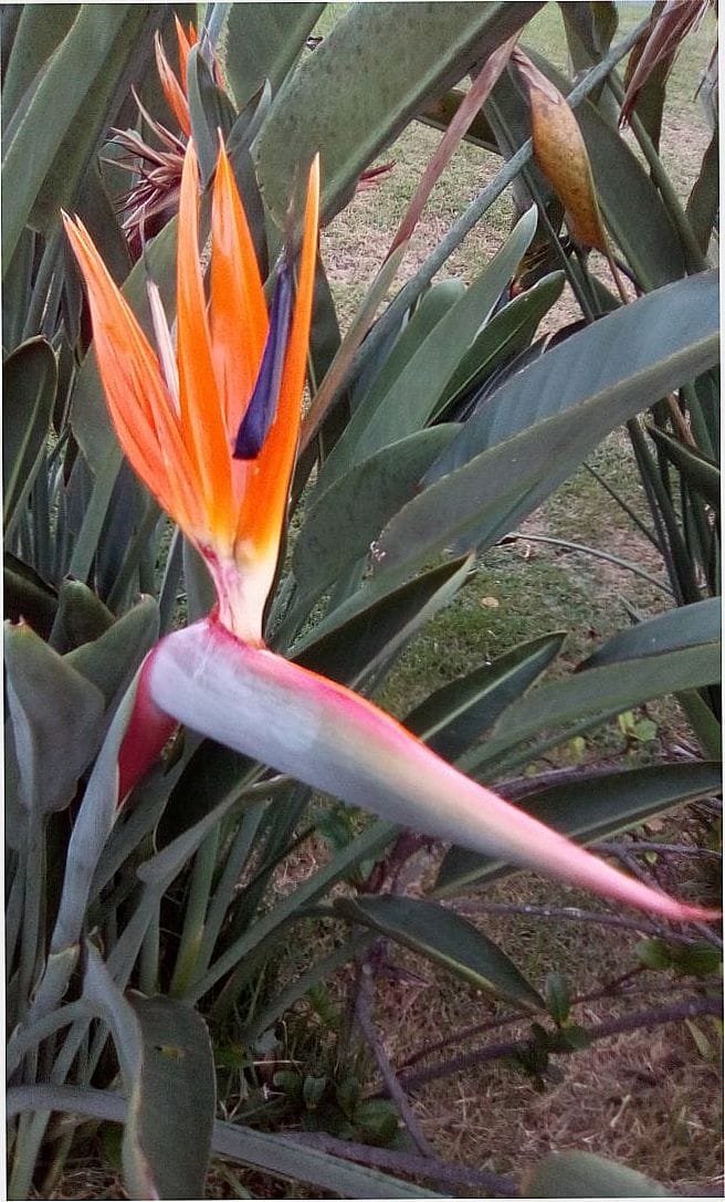 POR ELIEZER COSTA - RIO DAS FLORES - RJ