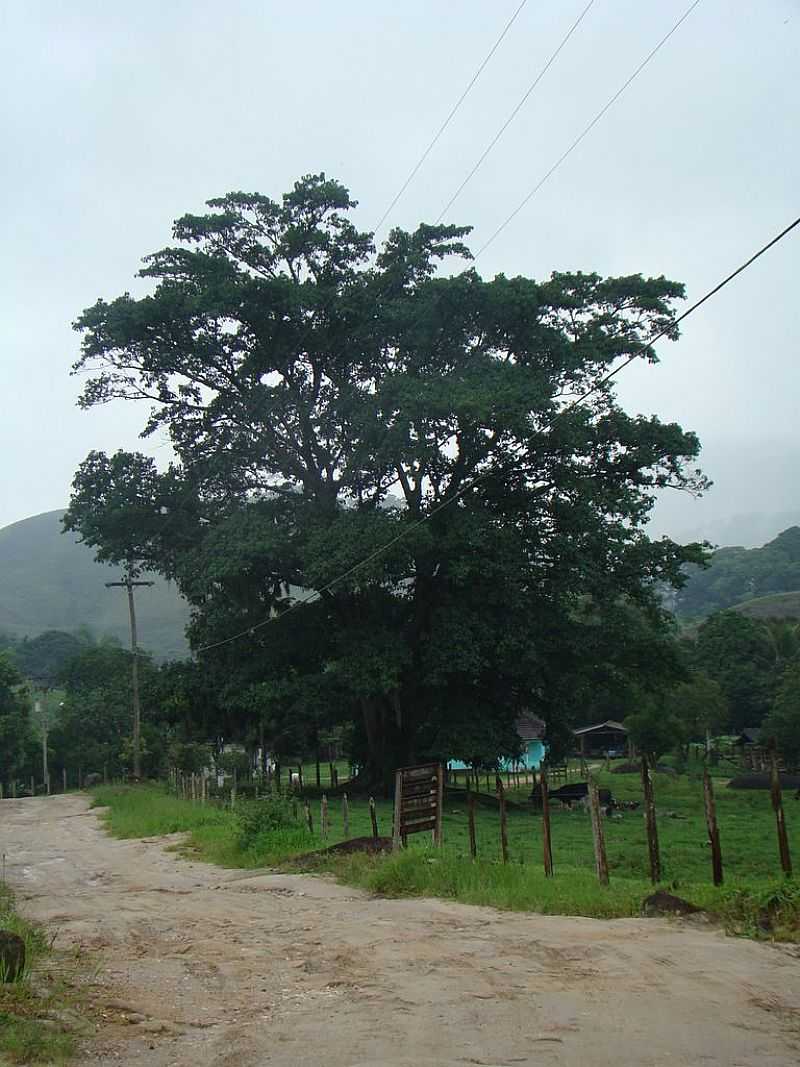 SANA-RJ-RVORE FRONDOSA NA ESTRADA-FOTO:PAULO NORONHA - SANA - RJ