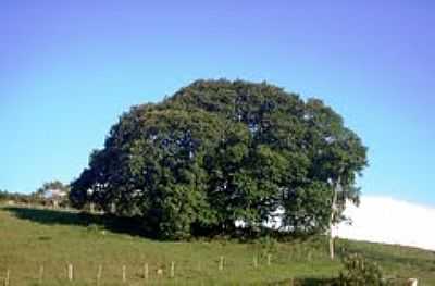 FIGUEIRA CENTENRIA-FOTO:JOO B.C.T. LIMA  - SANTA RITA DA FLORESTA - RJ