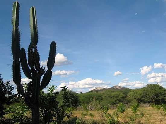 ITAMOTINGA-BA-MANDACARU PLANTA TPICA DO NORDESTE-FOTO:EVANILDO10 - ITAMOTINGA - BA