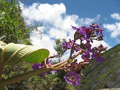 FLORES - SO JOS DO VALE DO RIO PRETO - RJ