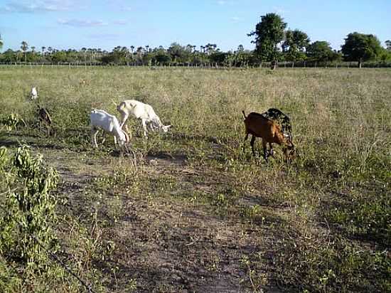 CABRAS EM APODI-RN-FOTO:MARCOS-DF - APODI - RN