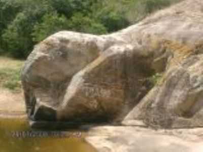 PEDRA NO STIO LETREIRO EM FORMATO DE UMA TARTARUGA, A OCORRE INSCRIES RUPETRES, POR ANA KARENINE DE MEDEIROS SIQUEIRA - CAMPO REDONDO - RN