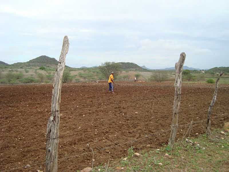 IPIRANGA-RN-SERTANEJO PREPARANDO A TERRA-FOTO:EWERTON - IPIRANGA - RN