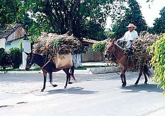 TRANSPORTE ANIMAL EM MARTINS-FOTO:AGAC DI OLIVEIRA - MARTINS - RN