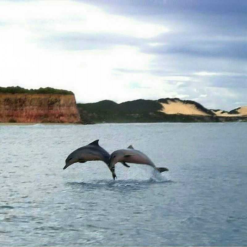 NATAL-RN-GOLFINHOS NA PRAIA DA PIPA - NATAL - RN