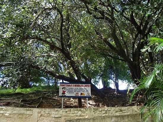 RVORES CENTENRIAS AO LADO DO OLHEIRO EM PUREZA-RN-FOTO:WALTER LEITE - PUREZA - RN