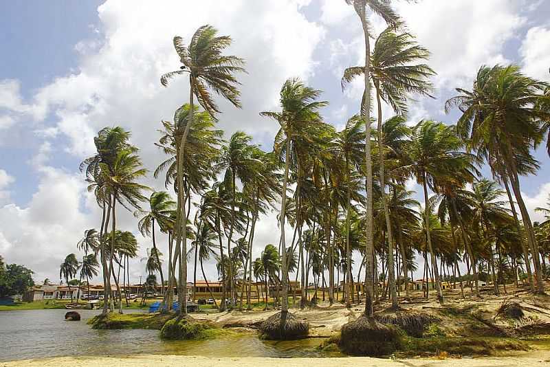 RIO DO FOGO-RN-COQUEIROS NA PRAIA-FOTO:WILSON ALCARAS  - RIO DO FOGO - RN