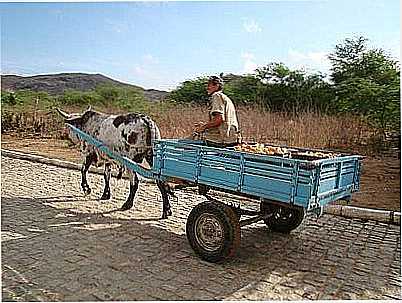 PRODUTOR RURAL DO ERMO EM SANTO ANTONIO POR ELIO ROCHA - SANTO ANTNIO - RN