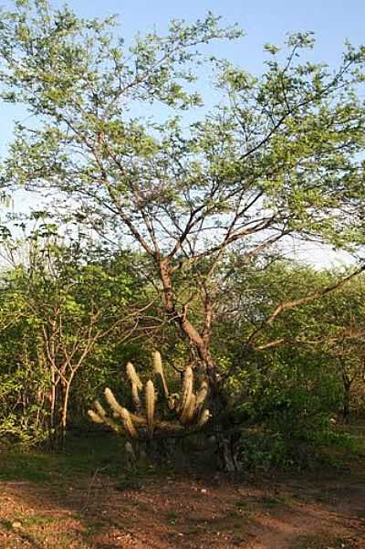CAATINGA NORDESTINA-FOTO:SILVIO MEDEIROS  - SO JOO DO SABUGI - RN