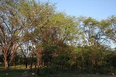 CAATINGA NORDESTINA-FOTO:SILVIO MEDEIROS  - SO JOO DO SABUGI - RN