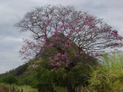 SERRA DO PICO, POR VINICIUS - TENENTE ANANIAS - RN