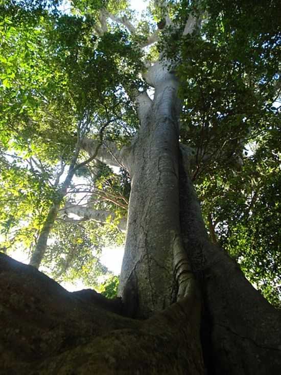 RVORE-FOTO:VALDECIRBAIRROS  - CEREJEIRAS - RO