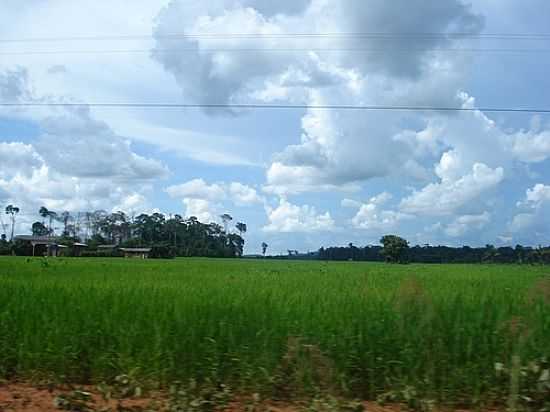 PLANTAO DE ARROZ-FOTO:VALDECIRBAIRROS  - CEREJEIRAS - RO