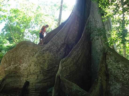 TRONCO DA RVORE-FOTO:VALDECIRBAIRROS  - CEREJEIRAS - RO