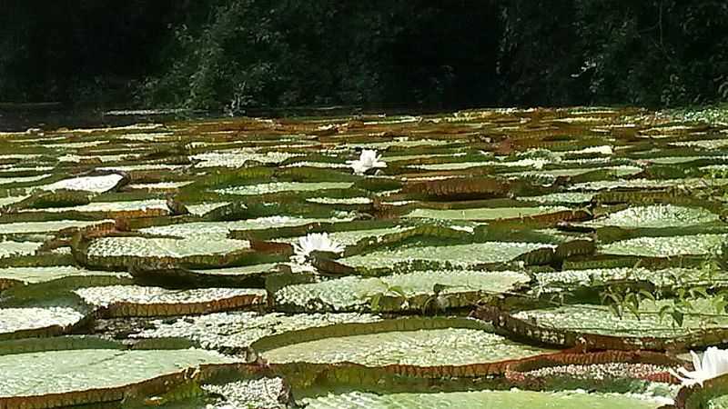 PARQUE ESTADUAL DE CORUMBIARA - RO - CORUMBIARA - RO