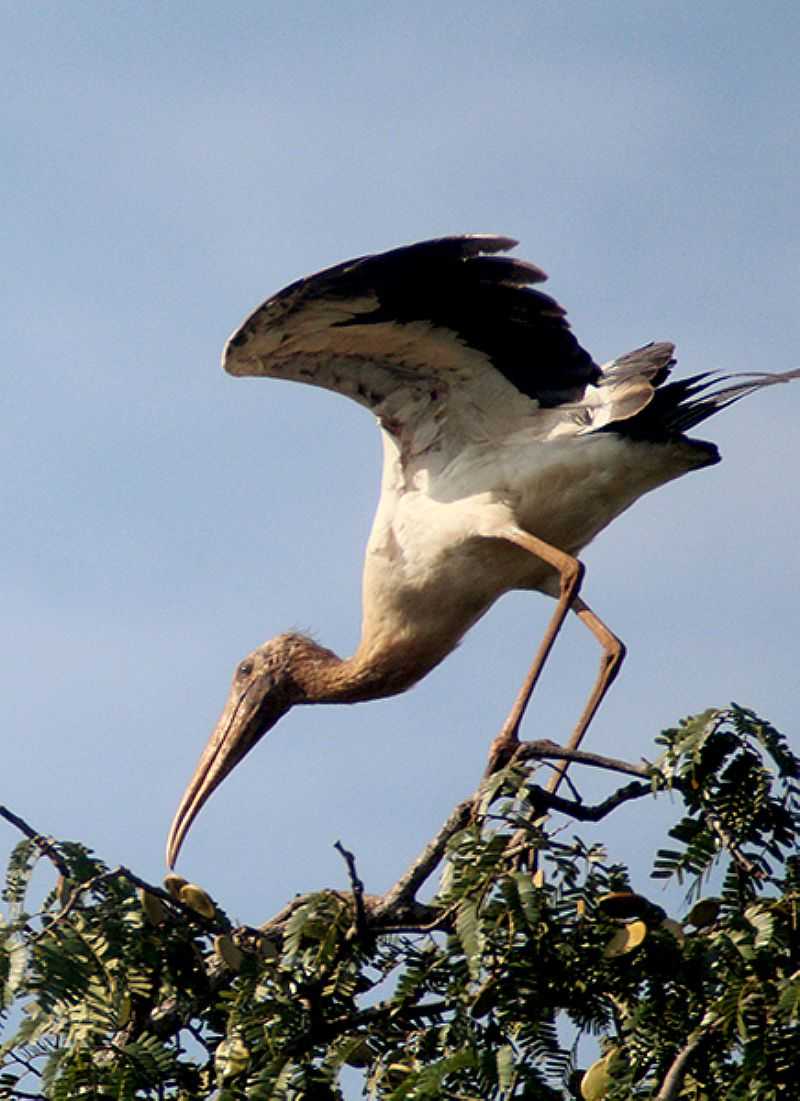 PARQUE ESTADUAL DE CORUMBIARA - RO - CORUMBIARA - RO